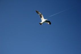 Seagull Sky Tail Fly Blue