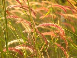 grass bloom for background image