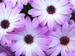 Flower Colorful Daisy Lilac