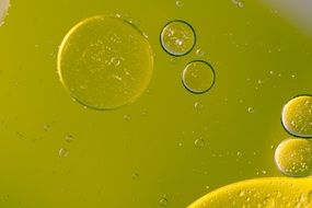 oily spots on green water