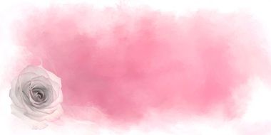 Blossom Bloom Flower Rose Love