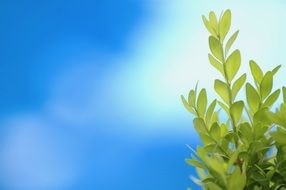 Plant Green Blue Background