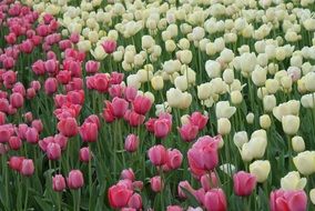 Tulips Flowers Spring Field