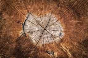 Wood Annual Zone Nature Texture