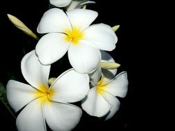 delicate plumeria on the black background