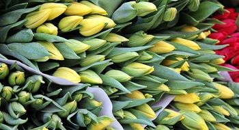 stack of tulips in spring