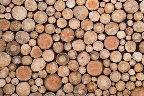 Wood Trunks Texture Nature
