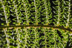 Green Leaf Color Nature Fresh