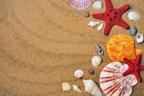 colorful sea shells on sand