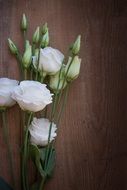 Lisianthus Flower Blossom Bloom