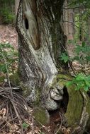 Tree Tree Trunk Nature Wood