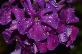 Blossom Bloom Flower Purple
