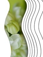 modern design with a picture of a white lilac