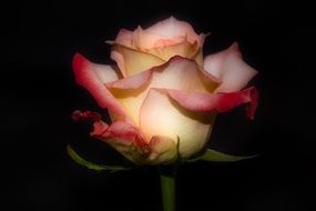 bud of yellow-red rose on a black background