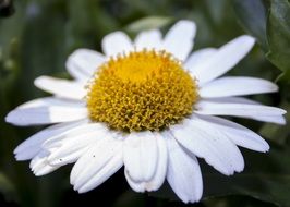 Chrysanthemum White Garden