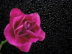 magenta rose flower on the black background