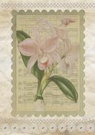 Background Vintage Flower Pink