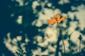 Cosmea Vintage Flower Background