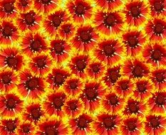 Flowers Garden Background Orange