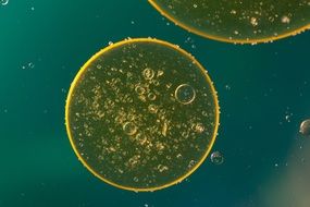 yellow oil on water