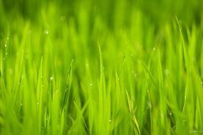 Closeup Nature Vietnam Outdoor