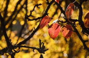 Leaves Red Autumn Fall Season