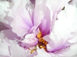 Peony Flower Pink Petal Pistil