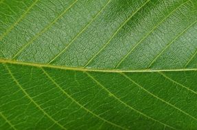 Leaf Walnut Foliage Vegetation