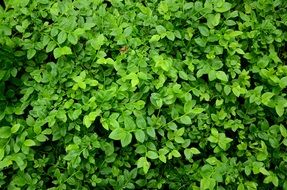 Blueberries Berries Foliage