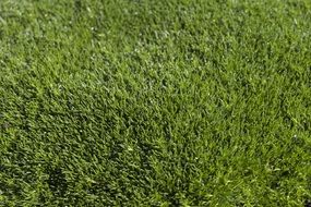 Grass Texture Green Meadow