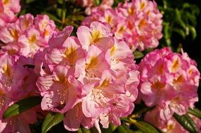 rhododendron flowers in the garden