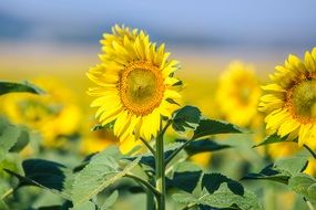 Blooming Sunflowers Sunflower