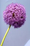 flowering purple ornamental onion