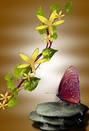 Flower Stone Butterfly Blossom