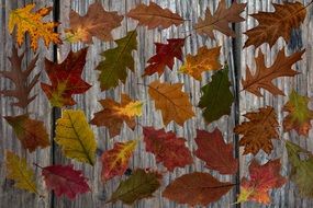 Leaves Fall Leaves Colorful