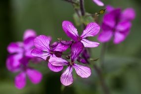 Flowers Pattern Purple Texture