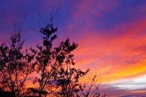 Forest Sky Color Tree Road