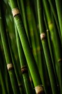 Bamboo Stems Spires Green