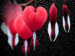 red flowers in the shape of a hearts