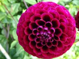 Dahlia Flower Bloom Blossom