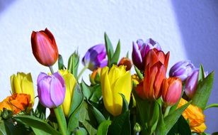 Tulips Happy Background Summer