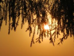 Tree Leaves Silhouette Sunset