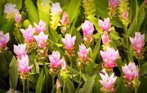 Blossom Blossom Background