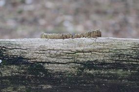 Wood Shield Old Board Texture