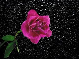 magenta rose on the black background