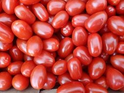 red ripe tomatoes