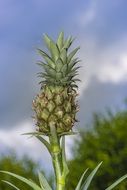 Mini Pineapple Pineapple Plan