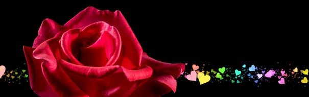 Banner Header Rose Floral Heart