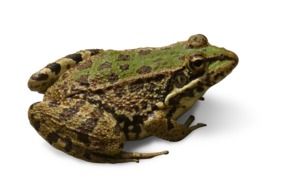 photo of spotted frog