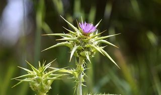 Plant Prickly Thistle Skewer